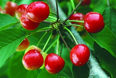 ӣ